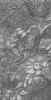carezzatam.JPG (32719 byte)