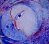 mvc-526f.jpg (25903 byte)