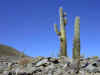 Copia di Dscn7695 copy.jpg (25948 byte)