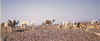 lwf42.jpg (84077 byte)