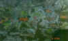 lwf81.jpg (50150 byte)