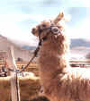 llama.jpg (34129 byte)